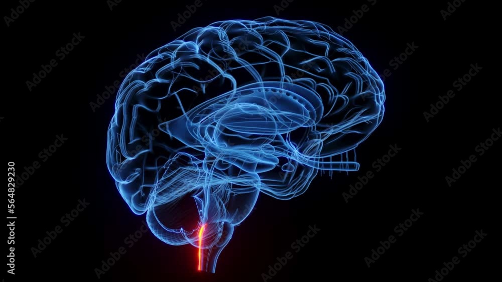 3D rendered medical animation of the cuneate tubercle and fasciculus 3D rendered medical animation of the cuneate tubercle and fasciculus