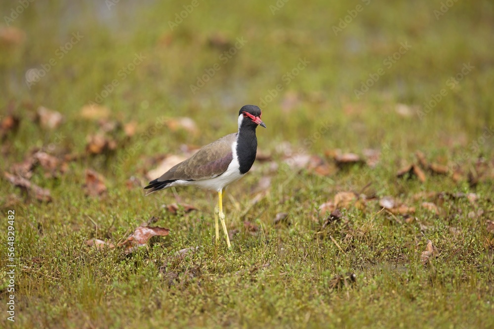 Beautiful red-wattled lapwing bird (Vanellus indicus) in the hole, bird of Sri Lanka, Čejka černoprsá Beautiful red-wattled lapwing bird (Vanellus indicus) in the hole, bird of Sri Lanka, Čejka černoprsá