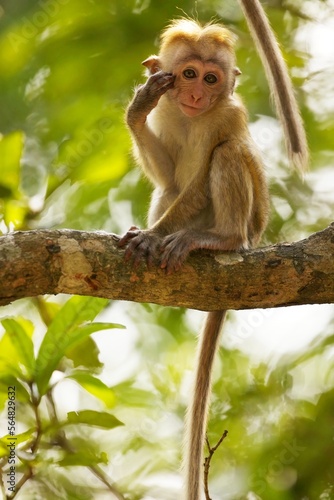 Portrait Toque Macaque, (Macaca sinica), makak bandar,  is a reddish-brown-coloured Old World monkey endemic to Sri Lanka, where it is known as the rilewa.