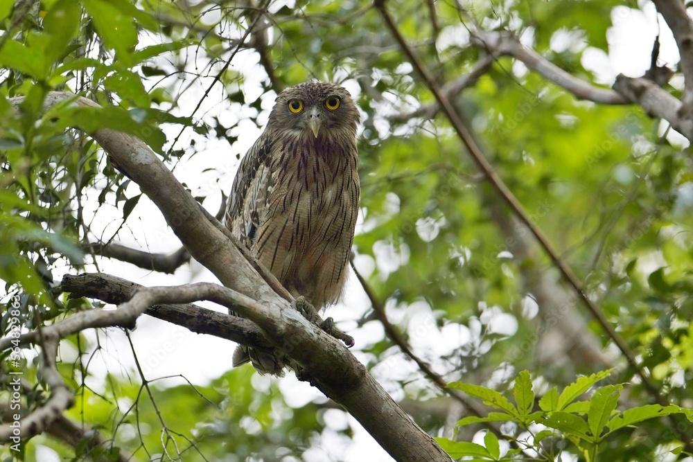 Brown Fish-owl, Ketupa zeylonensis, owl from Asia. Beautiful bird of prey sitting in the deep forest on a branch. Owl in Udawalawe National Park, Sri Lanka. Ketupa Rybí Brown Fish-owl, Ketupa zeylonensis, owl from Asia. Beautiful bird of prey sitting in the deep forest on a branch. Owl in Udawalawe National Park, Sri Lanka. Ketupa Rybí