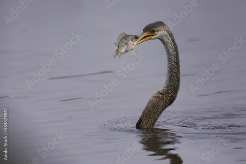 Oriental darter (Anhinga melanogaster) or snake bird catching big fish in water lake. Anhinga Rezavá © Miroslav