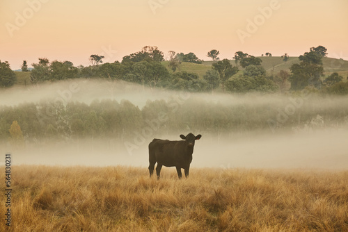 Cow in paddock photo