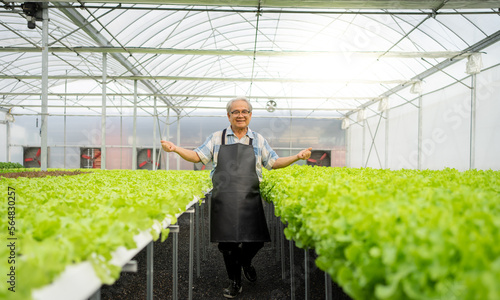 Horticulture farmer successfully plants organic lettuce vegetable in greenhouse. Happy senior gardener growing hydroponic farm with pride. Asian elderly man so proud of success horticulture plantation