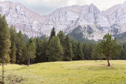 Mountainous forest landscape
