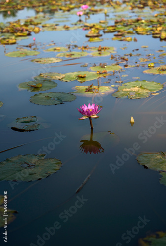 Closeup fuchsia lotus flower with dragonfly perched on it in the afte photo