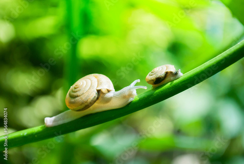 snail on a leaf