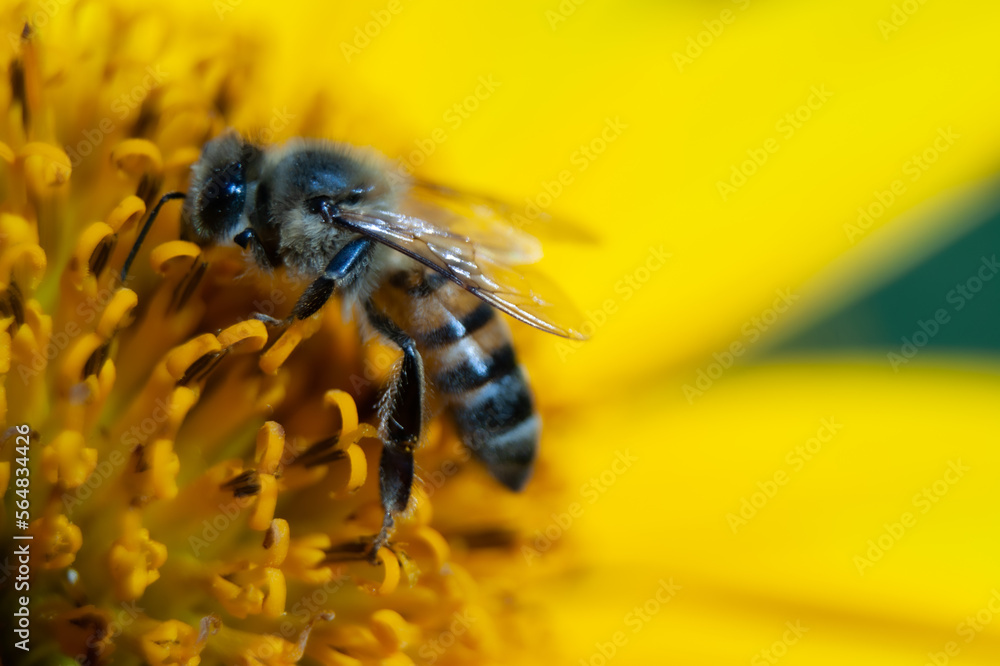 Bee pollinating a yellow flower. Bee pollinating a yellow flower.
