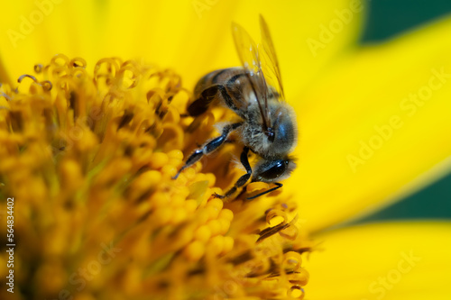Bee pollinating a yellow flower.