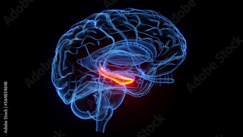 3D rendered medical animation of the hippocampus