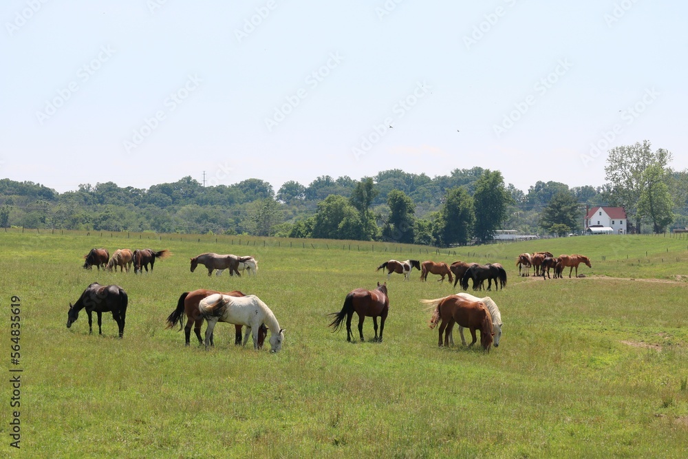 herd of horses herd of horses
