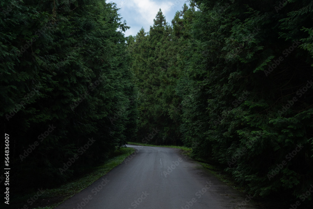 a quiet road through a quiet forest