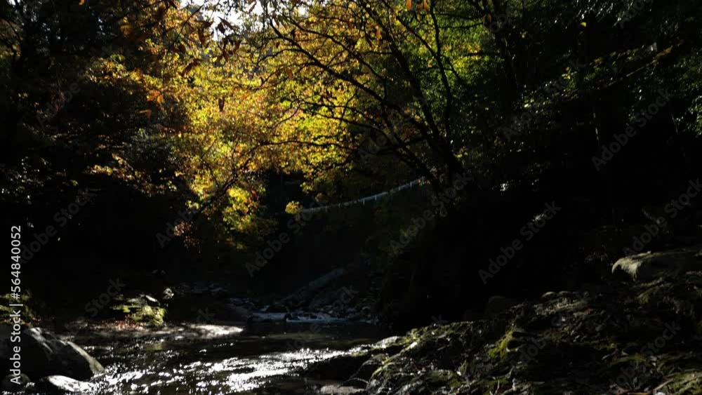 落ち葉シャワー　ドローン空撮