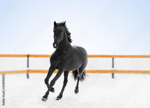 Black Trakener  horse running on snow winter field