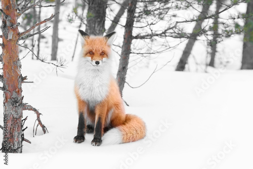 Fotografie red wild fox in winter forest