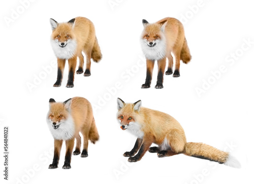 emotional red wild fox standing in winter forest set isolated