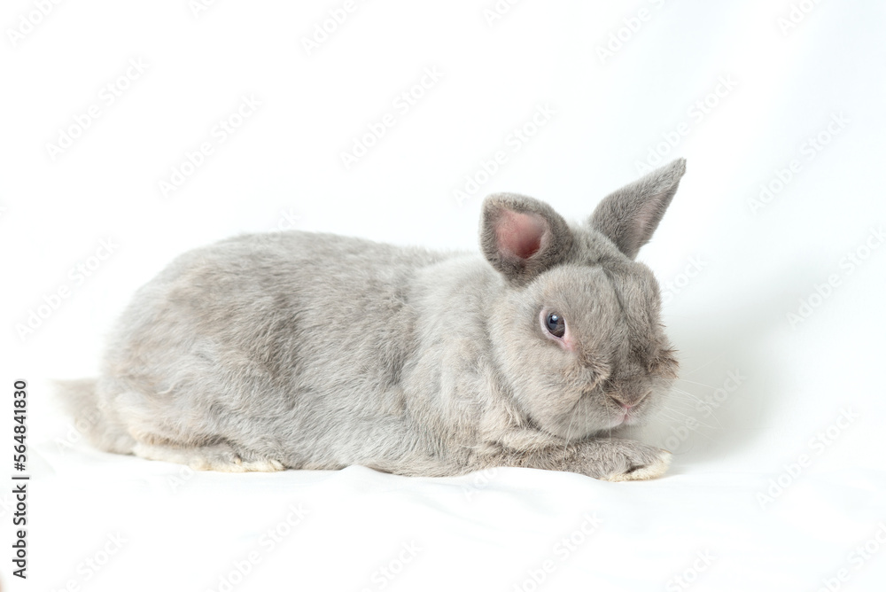 Obraz premium Adorable gray rabbit isolated white background. Cute fur easter bunny are rodent mammal. Sweet furry small wabbit sit on floor. Portrait baby grey funny little pet. Puppy hare long ears animal