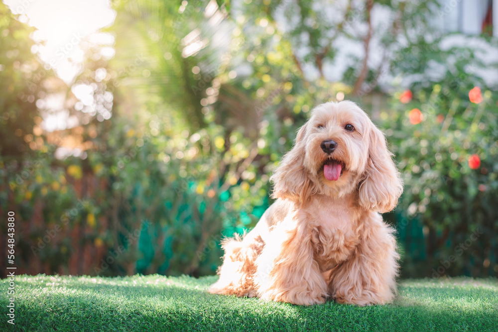 Happy Cockapoo dog sit on green grass. Puppy Cockapoo or adorable cocker is mixed breeding animal (brown fur Cocker Spaniel, Poodle) Funny hairy canine. Cute Cocker dog in garden blurry background Happy Cockapoo dog sit on green grass. Puppy Cockapoo or adorable cocker is mixed breeding animal (brown fur Cocker Spaniel, Poodle) Funny hairy canine. Cute Cocker dog in garden blurry background