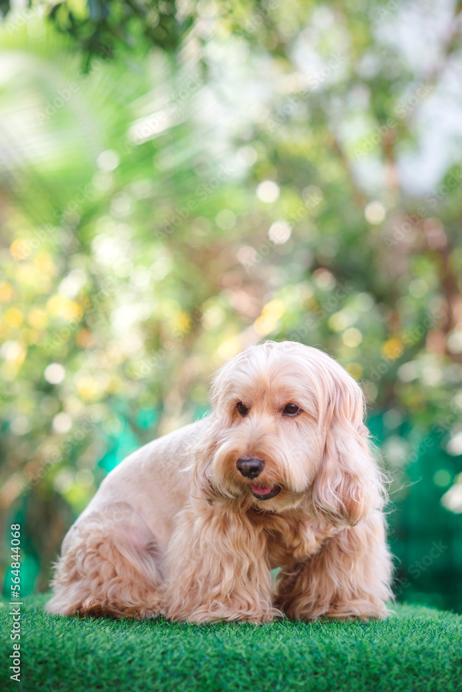 Happy Cockapoo dog sit on green grass. Puppy Cockapoo or adorable cocker is mixed breeding animal (brown fur Cocker Spaniel, Poodle) Funny hairy canine. Cute Cocker dog in garden blurry background Happy Cockapoo dog sit on green grass. Puppy Cockapoo or adorable cocker is mixed breeding animal (brown fur Cocker Spaniel, Poodle) Funny hairy canine. Cute Cocker dog in garden blurry background