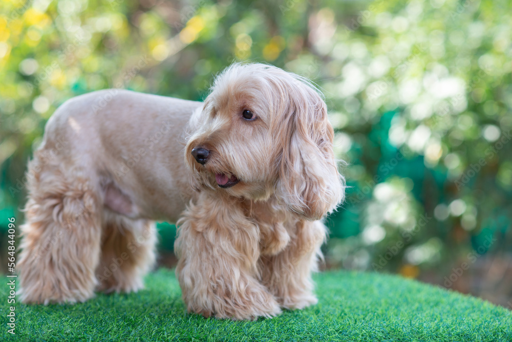 Happy Cockapoo dog standing on green grass. Puppy Cockapoo or adorable cocker is mixed breeding animal (brown fur Cocker Spaniel, Poodle) Funny hairy canine. Cute Cocker dog in park blurry background Happy Cockapoo dog standing on green grass. Puppy Cockapoo or adorable cocker is mixed breeding animal (brown fur Cocker Spaniel, Poodle) Funny hairy canine. Cute Cocker dog in park blurry background