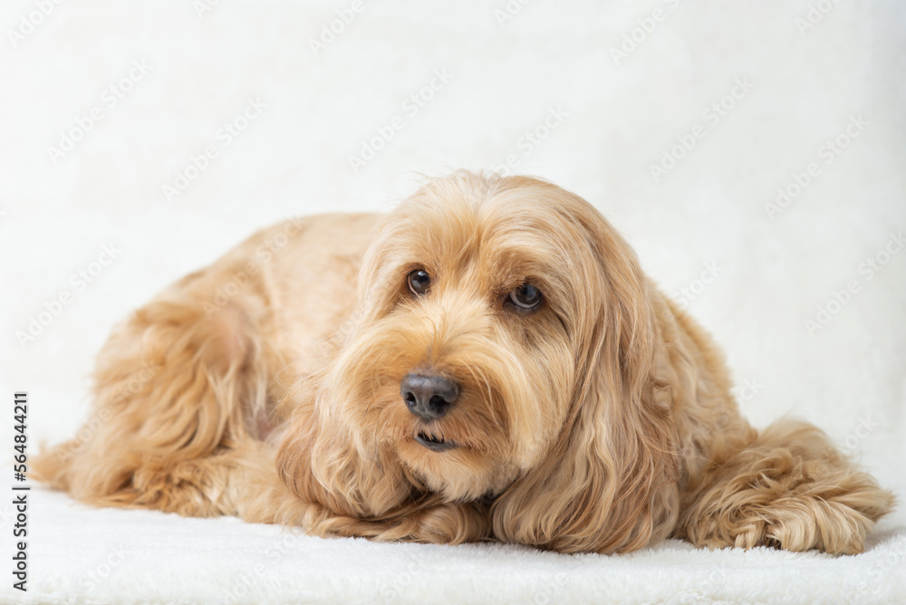 Happy Cockapoo dog lying on floor isolated white background. Puppy Cockapoo or adorable cocker is mixed breeding animal (brown fur Cocker Spaniel, Poodle) Funny hairy canine. Cute dog lay on table