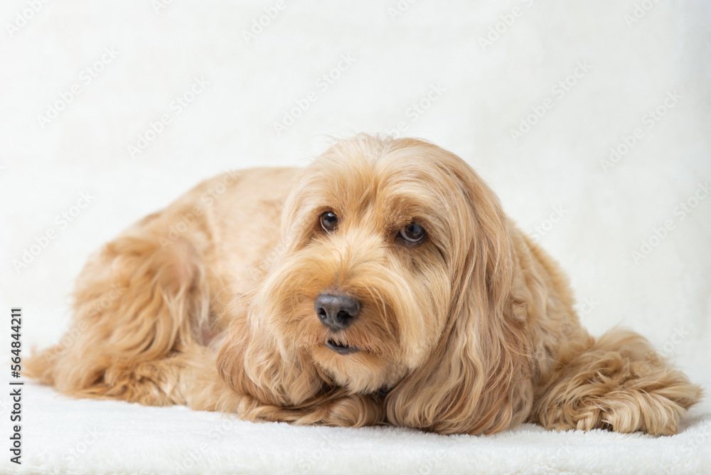 Happy Cockapoo dog lying on floor isolated white background. Puppy Cockapoo or adorable cocker is mixed breeding animal (brown fur Cocker Spaniel, Poodle) Funny hairy canine. Cute dog lay on table Happy Cockapoo dog lying on floor isolated white background. Puppy Cockapoo or adorable cocker is mixed breeding animal (brown fur Cocker Spaniel, Poodle) Funny hairy canine. Cute dog lay on table