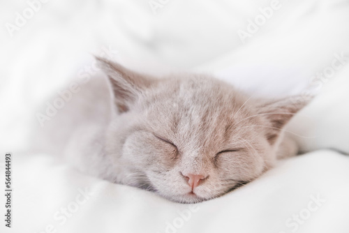 sleeping cat