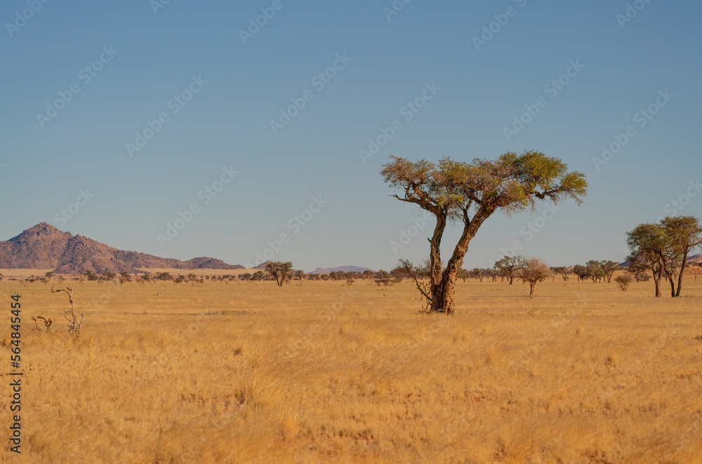 Large Acacia tree in the african savanna of Namibia, Africa Large Acacia tree in the african savanna of Namibia, Africa