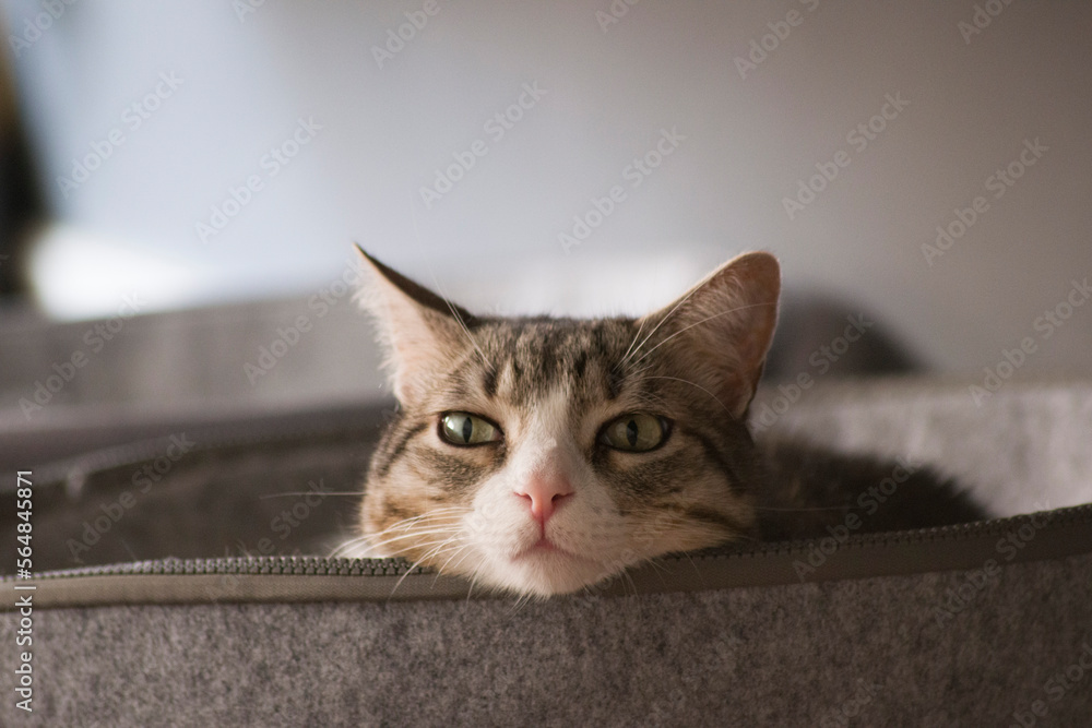 Obraz premium portrait of a cat