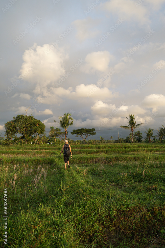 A woman walking in the middle of rice field.