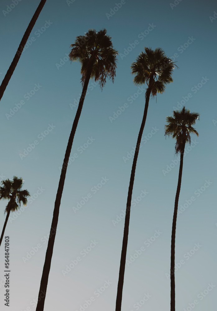Obraz premium Los Angeles palm trees on a clear and calm morning
