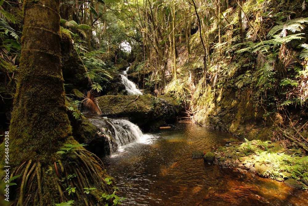 Obraz premium Tropical Stream