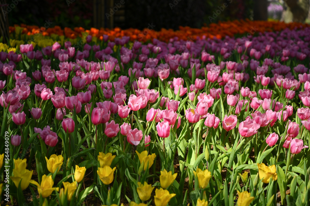 beautiful pink and yellow tulip in the garden, natural background