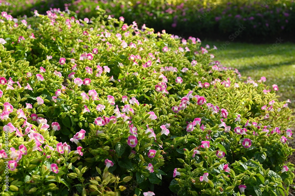 beautiful flower and green grass in the garden