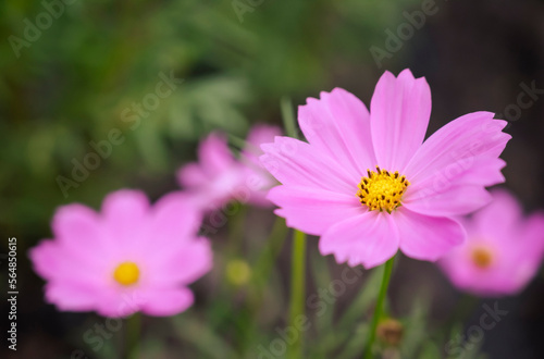 Natural backgrounds of Cosmos Sulphureus  soft pink cosmos flowers with yellow pollen blooming in the garden on green backgrounds.