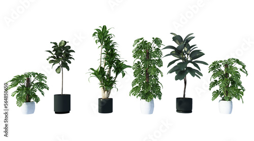 plant in a pot on white background