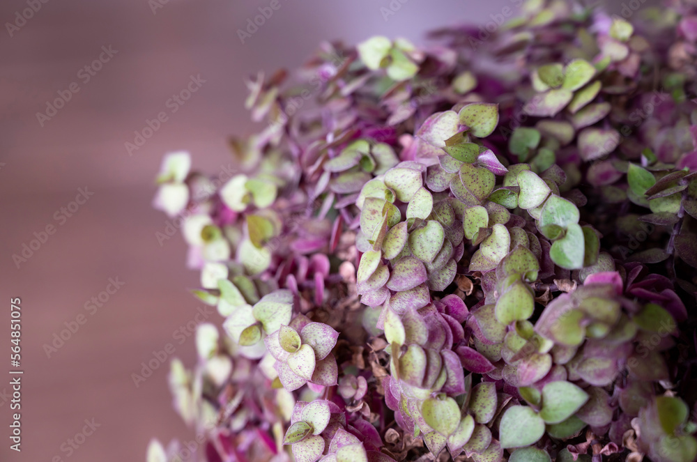 Close-up of Callisia repens, Creeping inch plant, small succulent plant in purple-green color used as an ornamental plant for hanging in the garden. Close-up of Callisia repens, Creeping inch plant, small succulent plant in purple-green color used as an ornamental plant for hanging in the garden.