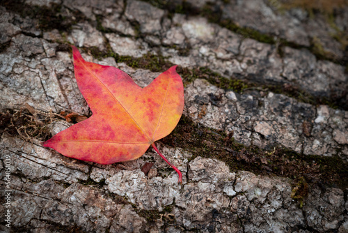 Close-up of Maple leaves (Acer wilsonii  Rehder) on a brown bark textured background. Leaves have 3 lobes that are orange-red in color and are found in Doi Phu Kha National Park, Thailand. Rare plant. photo