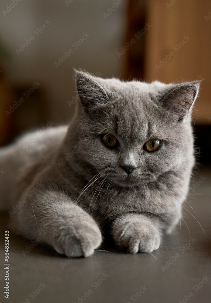 Closeup cute blue cat lying on the floor Closeup cute blue cat lying on the floor