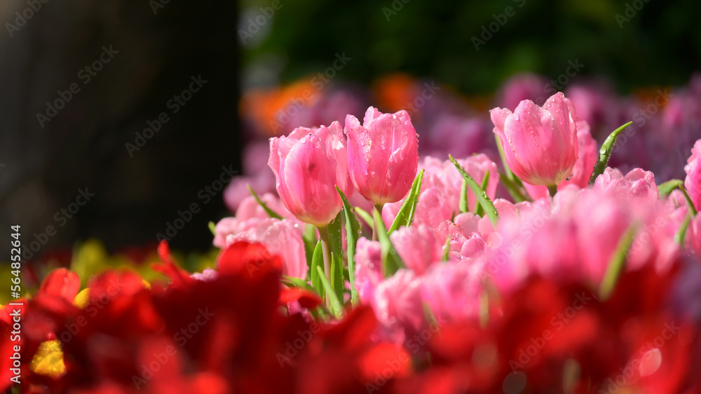 beautiful pink tulip in the garden, natural background