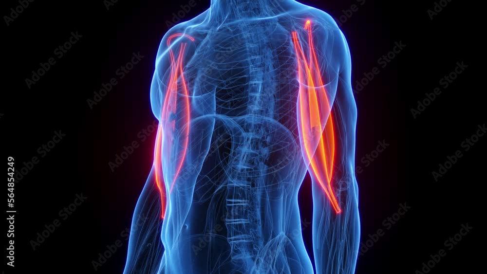 3D rendered medical animation of a man's biceps 3D rendered medical animation of a man's biceps