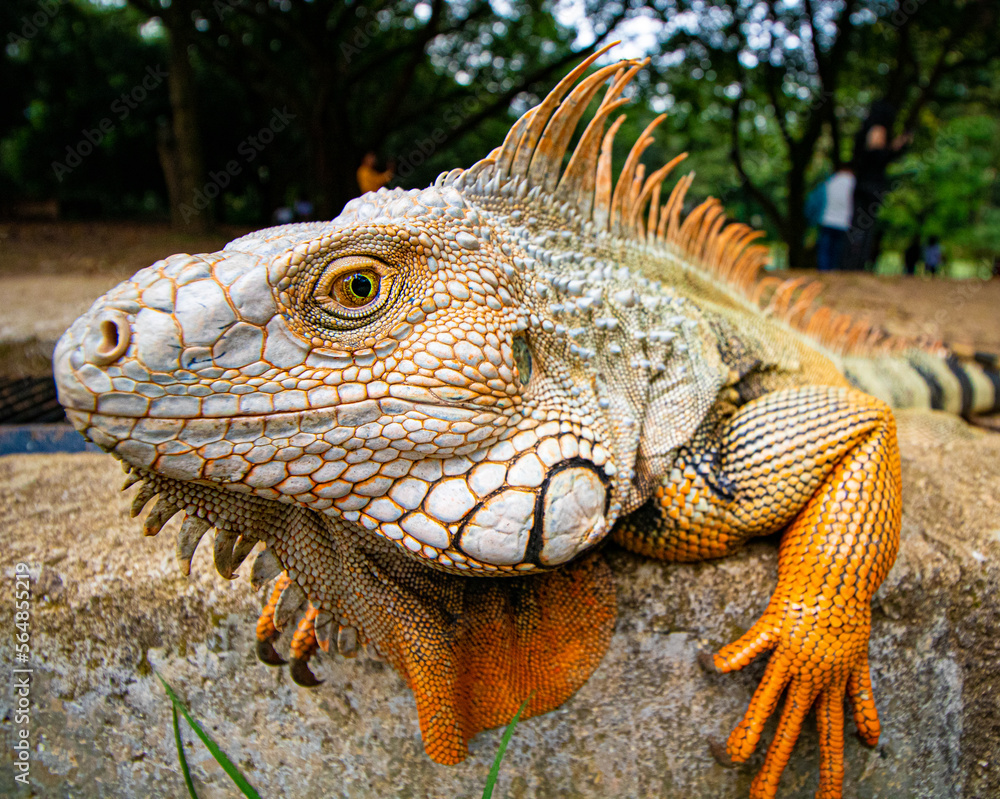 Fototapeta premium close up of a iguana