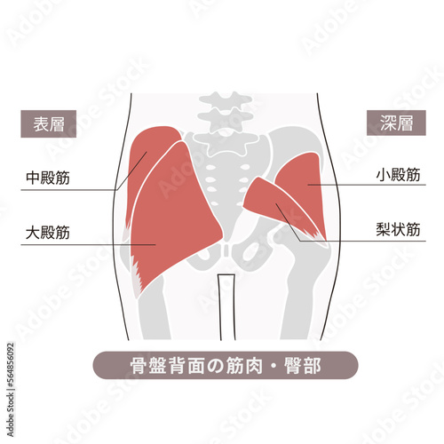 骨盤背面・お尻のそれぞれの筋肉と骨を表した図説イラスト