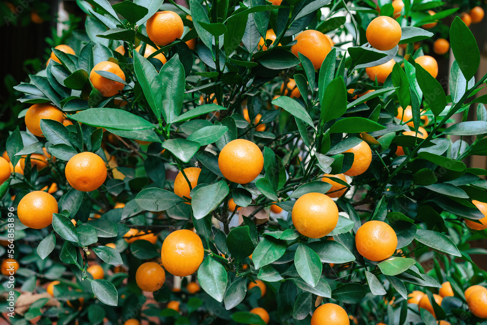 Background of orange ripe tangerines on a green bush with many leaves in Hanoi. Background of orange ripe tangerines on a green bush with many leaves in Hanoi.