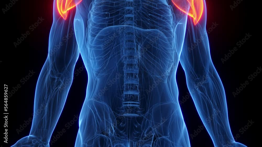 3D rendered medical animation of a man's deltoids 3D rendered medical animation of a man's deltoids