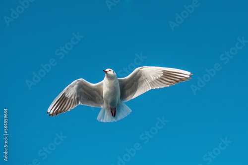 Low angle view of seagull flying against clear blue sky during sunny day photo