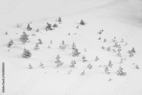 Pine trees in snow in winter, Dhakovo mountain, Kraljevo, Sumadija and Western Serbia, Serbia photo