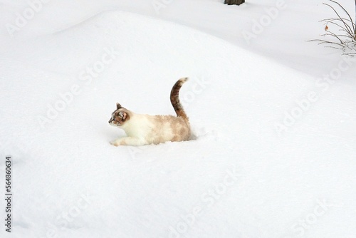 white cat in snow