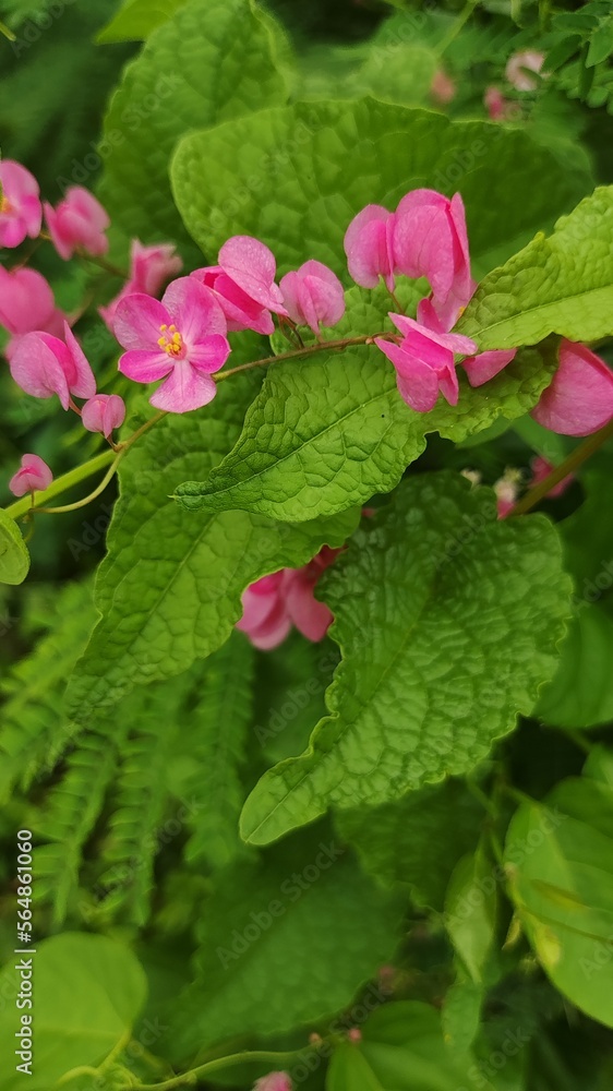 Bridal Tears flower (Mexican creeper) or Antigonon leptopus is a species of perennial vine in the buckwheat family commonly known as coral vine or queen's bouquet. Bridal Tears flower (Mexican creeper) or Antigonon leptopus is a species of perennial vine in the buckwheat family commonly known as coral vine or queen's bouquet.