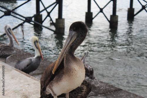 pelicans on the beach © vane