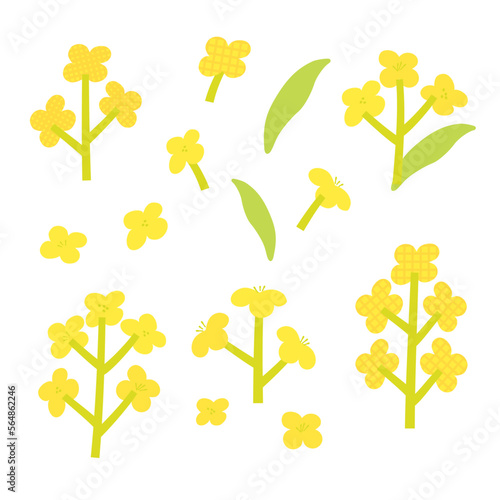 Canola flowers illustration set, Vector hand drawn illustration